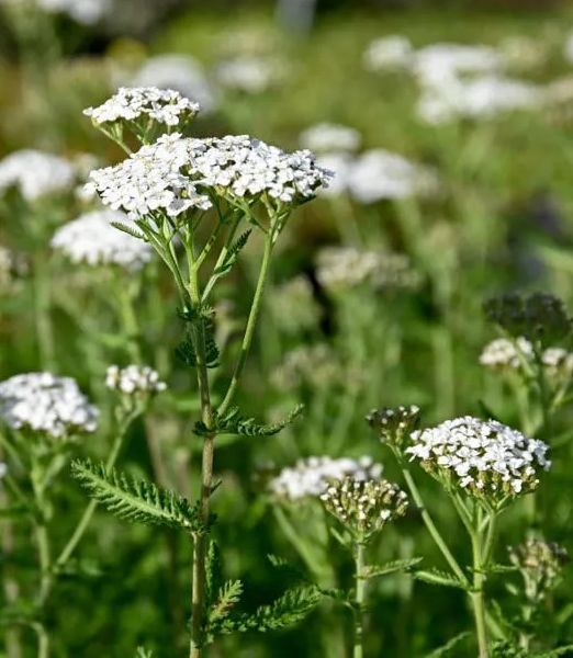 Achillea millefolium 'Schneetaler'